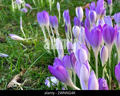 Wunderschöne violette Krokusblüten, die im Frühjahr auf dem Boden wachsen Stockfoto