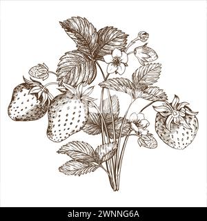 Erdbeerbusch Skizze handgezeichnet. Beeren, Blumen, Zweige und Blätter auf weißem Hintergrund. Vektor, lineare Illustration in Gravurstil. Printi Stock Vektor