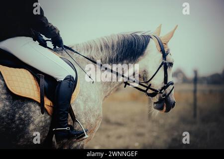 Ein Reiter reitet an einem bewölkten Sommertag auf einem grauen Pferd über ein Feld. Pferdesport und Reiten sind beliebte Aktivitäten. Stockfoto