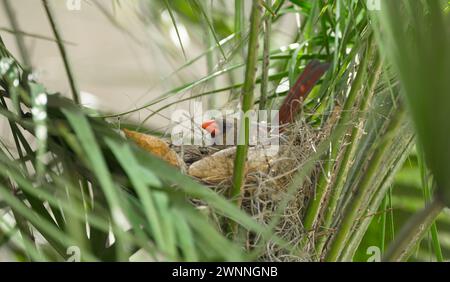 Erwachsenes weibliches Nördliches Kardinal - Cardinalis cardinalis - liegt bequem auf Eiern und Nest in einer Fächerpalme in Florida neugierig aussehend Stockfoto