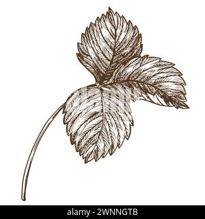 Erdbeerblatt mit Graviertechnik. Handgezeichnete botanische Tuschzeichnung einer Pflanze mit feinen Details. Vektor-Heilkräuter, Vitamin-Tee-Zutat. R Stock Vektor