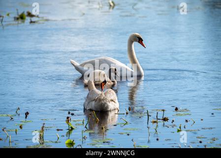 Schwanenfamilie auf einem See - Mutter und Vater schwimmen mit ihrem Schwan. Konzentrieren Sie sich auf einen Stift. Stockfoto