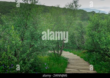 Pfad für Touristen oder Wanderer aus Holzplanken, der durch einen wunderschönen Wald führt. Wandern durch die üppigen Grünflächen in island. Stockfoto