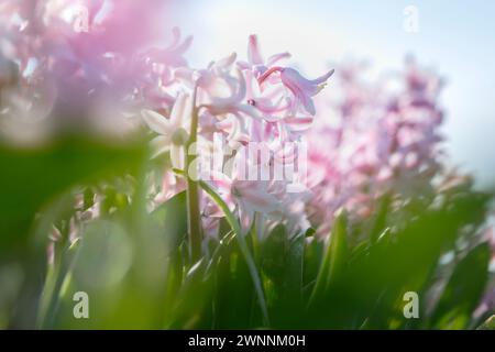 Knollenfeld voller lila blühender Hyazinthen in der Knollenregion in den Niederlanden. Stockfoto