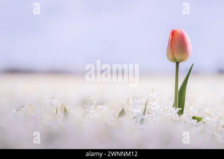 Blumenzwiebeln in der niederländischen Landschaft mit blühenden Frühlingsblumen wie Tulpen, Hyazinthen und Narzissen Stockfoto