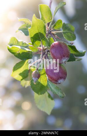 Rote Äpfel, die in einem Garten wachsen Stockfoto
