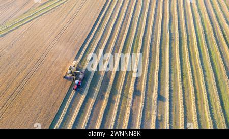 Luftaufnahme eines Mähdreschers und eines Traktors, der den Weizen auf einem Feld erntet, Jütland, Dänemark. Stockfoto