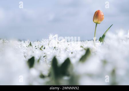 Blumenzwiebeln in der niederländischen Landschaft mit blühenden Frühlingsblumen wie Tulpen, Hyazinthen und Narzissen Stockfoto