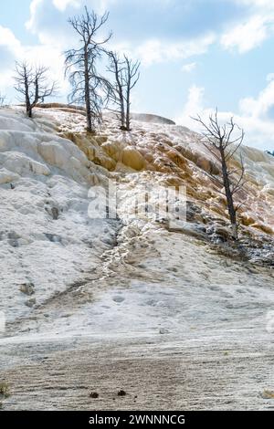 Tote Bäume auf einem Hügel aus Calciumcarbonat, die im Laufe der Zeit aus Palette Spring im Gebiet der Mammoth Hot Springs im Yellowstone National Park, Wyoming, vertrieben wurden Stockfoto