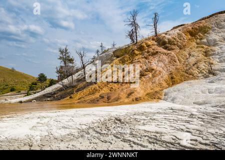 Tote Bäume auf einem Hügel aus Calciumcarbonat, die im Laufe der Zeit aus Palette Spring im Gebiet der Mammoth Hot Springs im Yellowstone National Park, Wyoming, vertrieben wurden Stockfoto