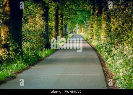 Landstraße mit monumentalen Buchenbäumen am Straßenrand und Sonnenlicht vom Sommerabend Stockfoto