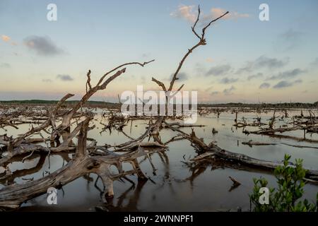 San Benito, Yucatan, USA. Januar 2024. Während die Sonne über Yucatans Mangrovenmoor untergeht, entfaltet sich an einem wolkenlosen Tag ein malerischer Himmel, der bezaubernde Farbtöne über die ruhige Leinwand der Natur wirft. (Credit Image: © Walter G Arce SR Grindstone Medi/ASP) NUR REDAKTIONELLE VERWENDUNG! Nicht für kommerzielle ZWECKE! Stockfoto