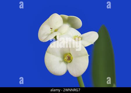 Die kleinen weißen Blüten von Euphorbia milii, die Dornenkrone Stockfoto