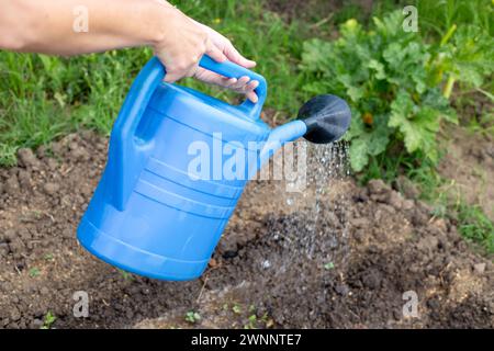 Ein Gärtner bewässert Beete mit gepflanztem aufstrebendem Gemüse aus einer blauen Gießkanne. Gemüseanbau und -Pflege im Garten. Stockfoto