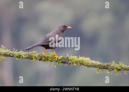 Große Soor, aufgenommen in Kolumbien Südamerika Stockfoto