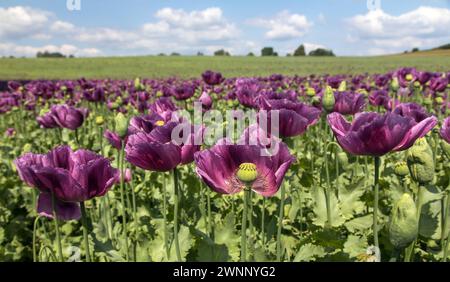 Blühendes Opiummohnfeld, lateinisch Papaver somniferum, dunkler lila Mohn wird in der Tschechischen Republik für die Lebensmittelindustrie angebaut Stockfoto