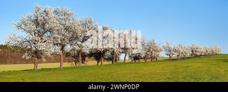 Straße und Gasse blühender Kirschbäume im lateinischen Prunus cerasus mit wunderschönem Himmel, weiß blühender Kirschbaum, Frühlingslandschaft Stockfoto