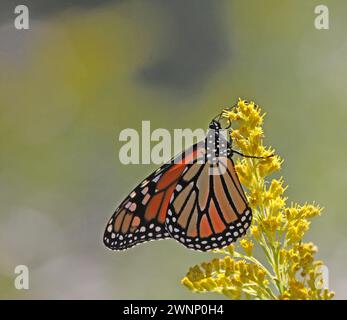Ein Monarchschmetterling (Danaus plexippus), der sich von Goldrute ernährt. Erschossen in Kitchener, Ontario, Kanada. Stockfoto