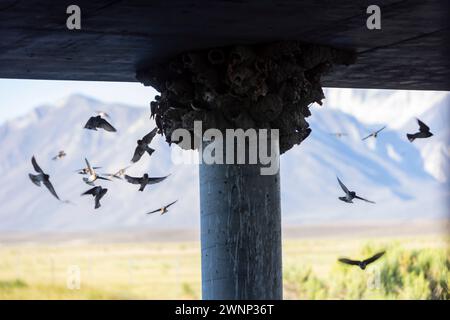 Klippenschwalben neigen unter einer Brücke am Benton Crossing in den östlichen Sierras zu ihren Schlammnestern. Stockfoto