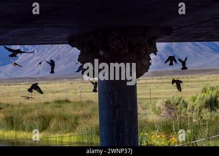 Klippenschwalben neigen unter einer Brücke am Benton Crossing in den östlichen Sierras zu ihren Schlammnestern. Stockfoto