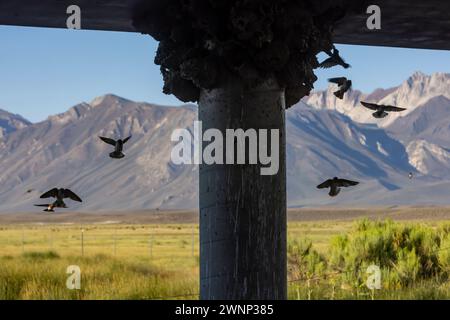 Klippenschwalben neigen unter einer Brücke am Benton Crossing in den östlichen Sierras zu ihren Schlammnestern. Stockfoto