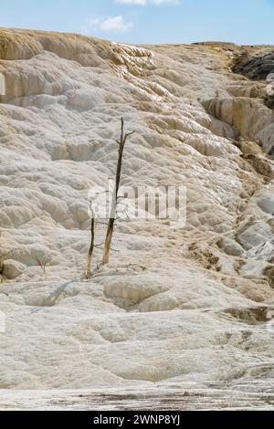 Tote Bäume auf einem Hügel aus Calciumcarbonat, die im Laufe der Zeit aus Palette Spring im Gebiet der Mammoth Hot Springs im Yellowstone National Park, Wyoming, vertrieben wurden Stockfoto