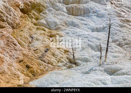 Tote Bäume auf einem Hügel aus Calciumcarbonat, die im Laufe der Zeit aus Palette Spring im Gebiet der Mammoth Hot Springs im Yellowstone National Park, Wyoming, vertrieben wurden Stockfoto