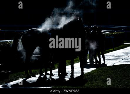 Flash Collonges ist unsattelt, nachdem er am 24. 02.03.24, in der Grimthorpe Handicap Chase, Doncaster Racecourse, hochgezogen wurde. Credit JTW equine Images / Alamy. Stockfoto