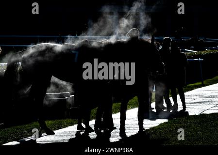 Flash Collonges ist unsattelt, nachdem er am 24. 02.03.24, in der Grimthorpe Handicap Chase, Doncaster Racecourse, hochgezogen wurde. Credit JTW equine Images / Alamy. Stockfoto