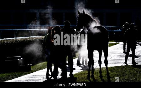 Flash Collonges ist unsattelt, nachdem er am 24. 02.03.24, in der Grimthorpe Handicap Chase, Doncaster Racecourse, hochgezogen wurde. Credit JTW equine Images / Alamy. Stockfoto