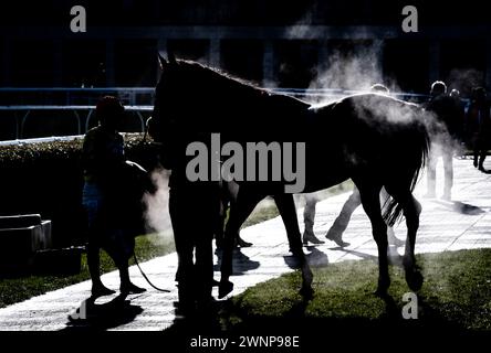 Flash Collonges ist unsattelt, nachdem er am 24. 02.03.24, in der Grimthorpe Handicap Chase, Doncaster Racecourse, hochgezogen wurde. Credit JTW equine Images / Alamy. Stockfoto