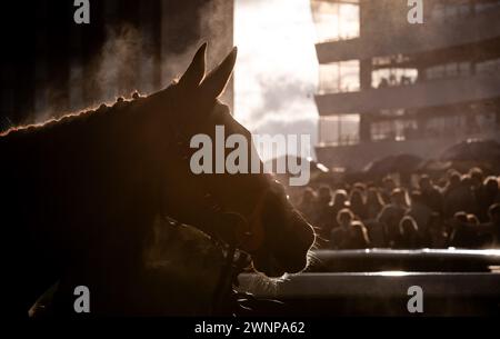 Sunday Soldier kehrt zum Siegergehäuse zurück, nachdem er am 02.03.2024 auf der Doncaster Racecourse gewonnen hat. Credit JTW equine Images / Alamy. Stockfoto