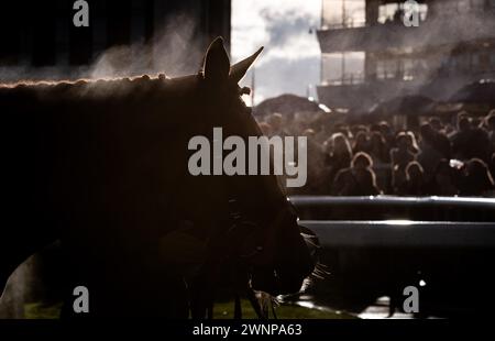 Sunday Soldier kehrt zum Siegergehäuse zurück, nachdem er am 02.03.2024 auf der Doncaster Racecourse gewonnen hat. Credit JTW equine Images / Alamy. Stockfoto