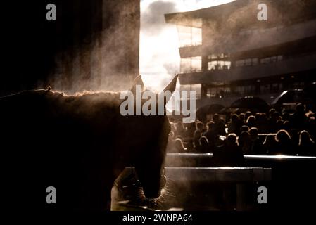 Sunday Soldier kehrt zum Siegergehäuse zurück, nachdem er am 02.03.2024 auf der Doncaster Racecourse gewonnen hat. Credit JTW equine Images / Alamy. Stockfoto