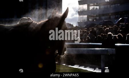 Sunday Soldier kehrt zum Siegergehäuse zurück, nachdem er am 02.03.2024 auf der Doncaster Racecourse gewonnen hat. Credit JTW equine Images / Alamy. Stockfoto