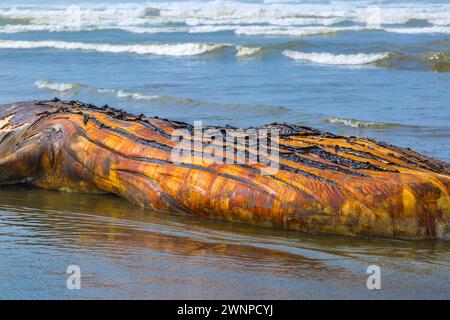 Toter Strandwal am Pazifik-Strand in Ocean City, Washington Stockfoto