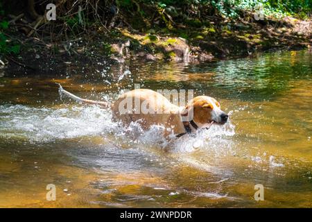 Brauner Hund genießt in aller Ruhe Flussspaß Stockfoto