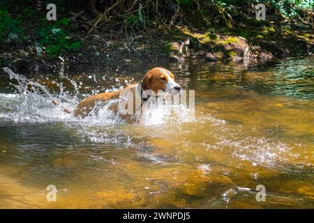 Brauner Hund, der glücklich in den Fluss springt und einen Stock hält Stockfoto