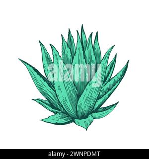 Handgezeichnete Illustration im Gravurstil. Agavenpflanze isoliert auf weißem Hintergrund. Vektorelement für die Konstruktion. Stock Vektor