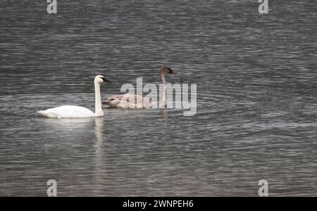 Erwachsene und unreife Trompeterschwäne gleiten im Dezember in der Nähe von Harrison Mills, British Columbia, Kanada, durch kaltes, winterliches Wasser Stockfoto