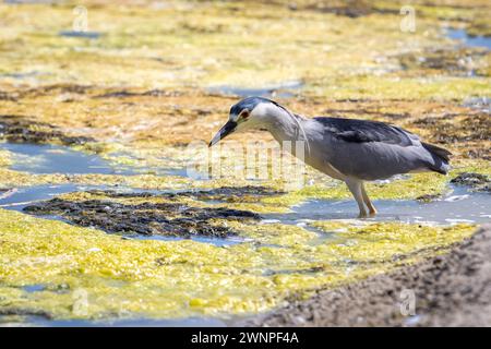 Ein großer Blaureiher (unreife Blauform) fischt unter der Oberfläche in der Lagune von Malibu. Stockfoto