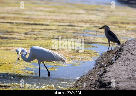 Ein großer Egret, mit einem großen Blaureiher (unreife Blauform) im Hintergrund, Augen fischen unter der Oberfläche in der Malibu Lagune. Stockfoto