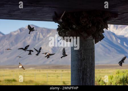 Klippenschwalben neigen unter einer Brücke am Benton Crossing in den östlichen Sierras zu ihren Schlammnestern. Stockfoto