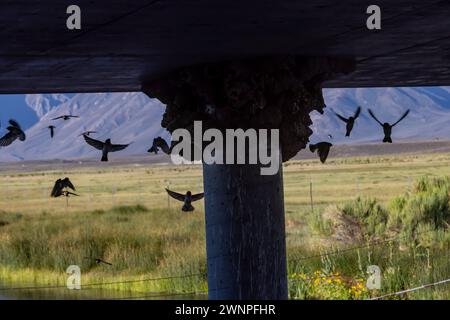 Klippenschwalben neigen unter einer Brücke am Benton Crossing in den östlichen Sierras zu ihren Schlammnestern. Stockfoto