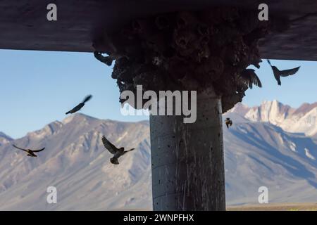 Klippenschwalben neigen unter einer Brücke am Benton Crossing in den östlichen Sierras zu ihren Schlammnestern. Stockfoto