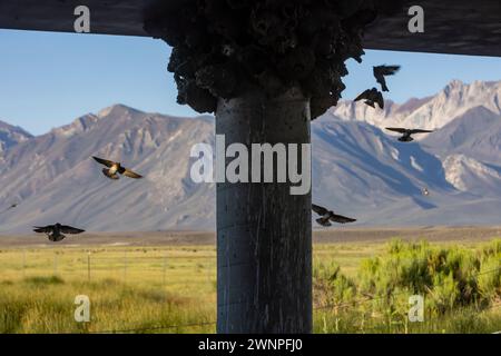 Klippenschwalben neigen unter einer Brücke am Benton Crossing in den östlichen Sierras zu ihren Schlammnestern. Stockfoto