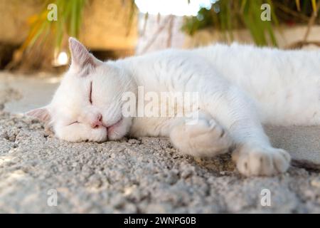 Nahaufnahme einer weißen Katze, die auf dem Steinpflaster schläft, in Dubrovnik, Kroatien. Stockfoto