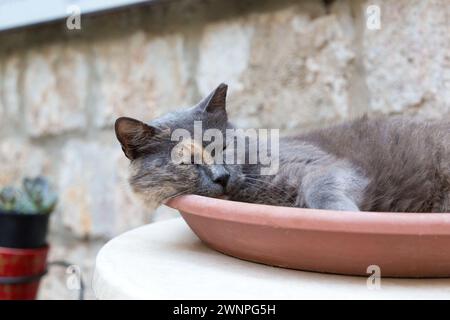 Eine Schildpattkatze liegt auf einem großen Pflanzgefäß in der Altstadt von Dubrovnik, Kroatien. Stockfoto