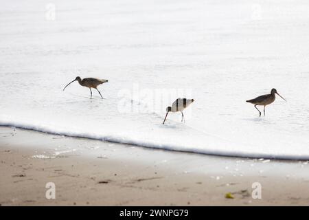 Vögel durchstreifen den Strand auf der Suche nach Krabben, um in Malibu zu essen. Stockfoto