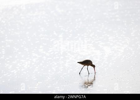 Vögel durchstreifen den Strand auf der Suche nach Krabben, um in Malibu zu essen. Stockfoto